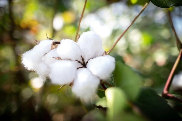 아풀리아 재생 면화 프로젝트